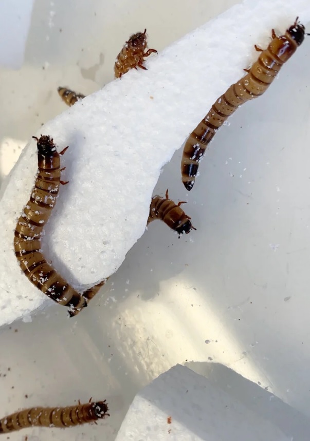 Worms that eat polystyrene can process plastic on a factory scale