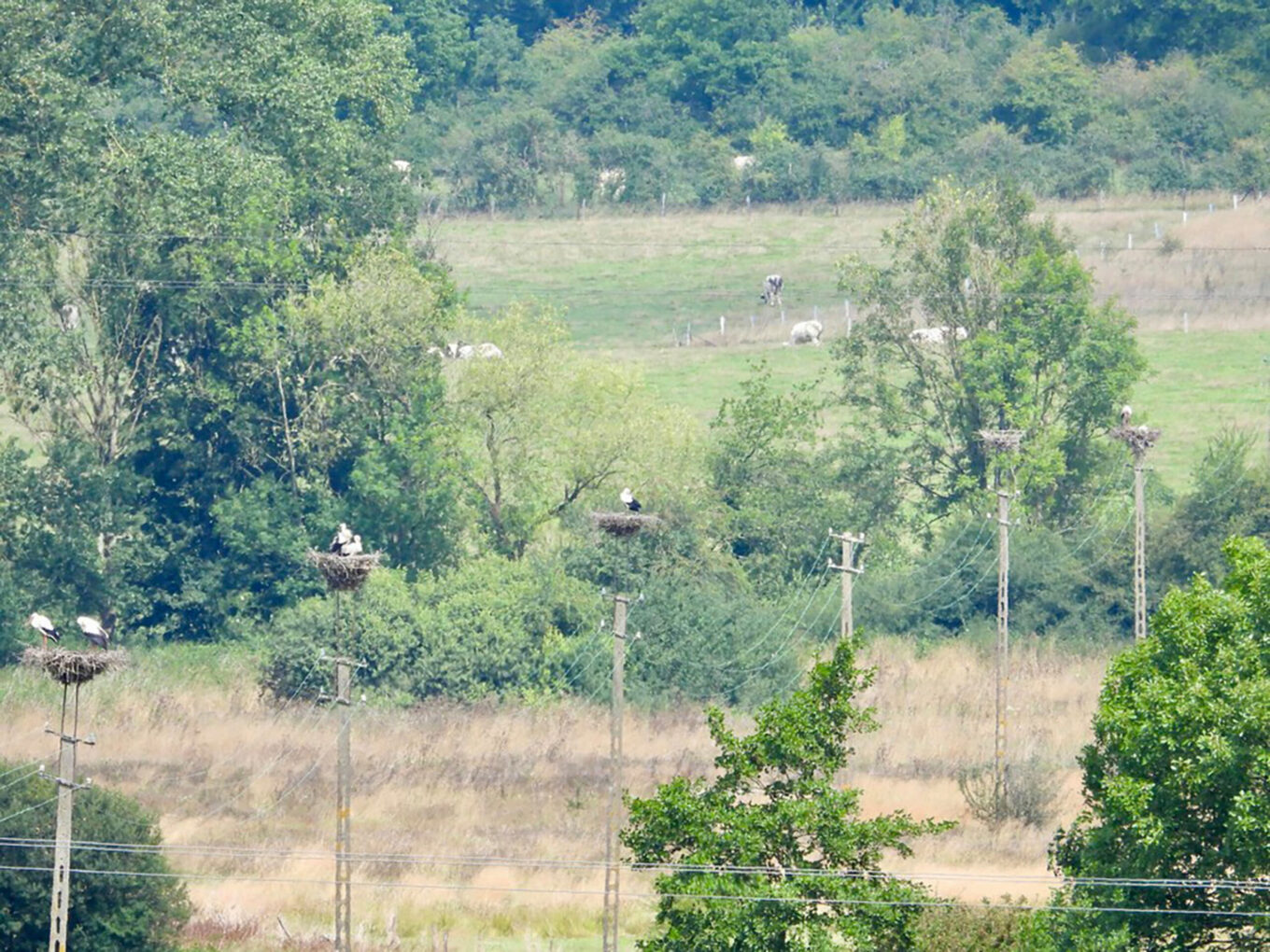 популяція лелек